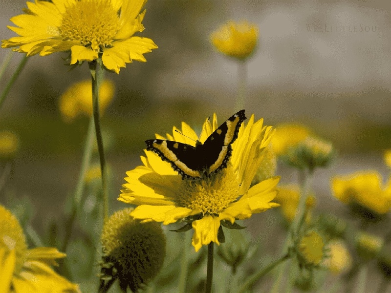 试管胚囊怎么移植,试管有异常